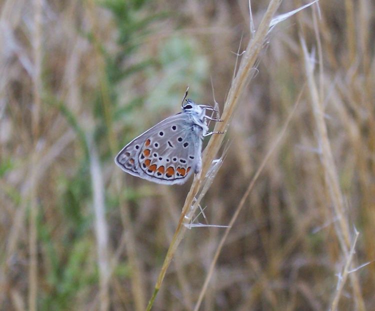 Polyommatus icarus